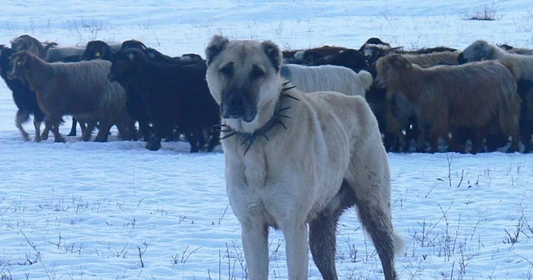 Atatürk ün onayı ile Anadolu dan ABD ye gönderilen köpekler: İkinci Dünya Savaşında donanmada görev aldılar