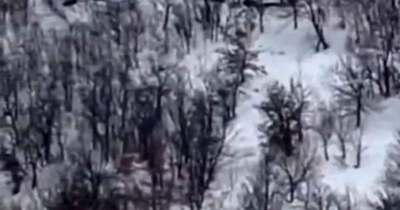 Elazığ’da domuz sürüsünü ’ordu geliyor’ diye kayda aldı