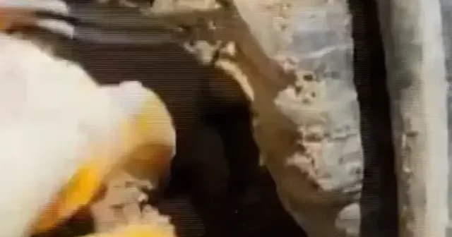 Toplam zarar 585 milyar lira: Köstebek gibi oyup yeraltı kablolarına kaçak elektrik hattı döşediler VİDEO İZLE