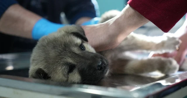 Bayburtlu şoförden insanlık dersi: Başka sürücünün çarpıp kaçtığı yaralı köpeğe umut oldu Bayburt Haberleri