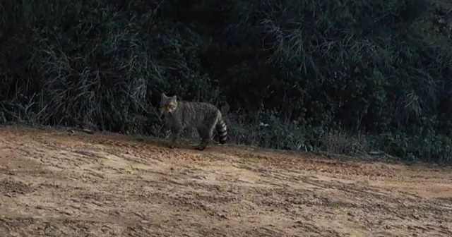 Ganos Dağları nda yaban kedisi görüldü Tekirdağ Haberleri