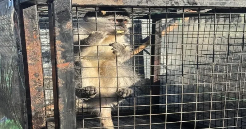 Silah ticareti operasyonunda maymun bulundu