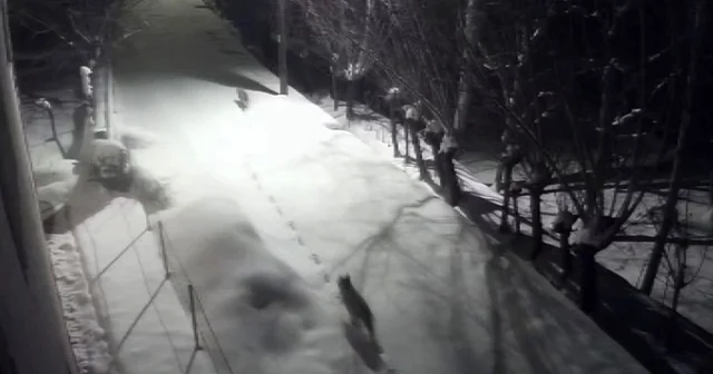 Gürün de kurtlar mahalleye indi Sivas Haberleri