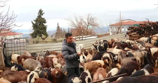 6 Şubat ın yaraları üretimle sarılıyor: Devlet desteği besiciye can suyu oldu VİDEO İZLE