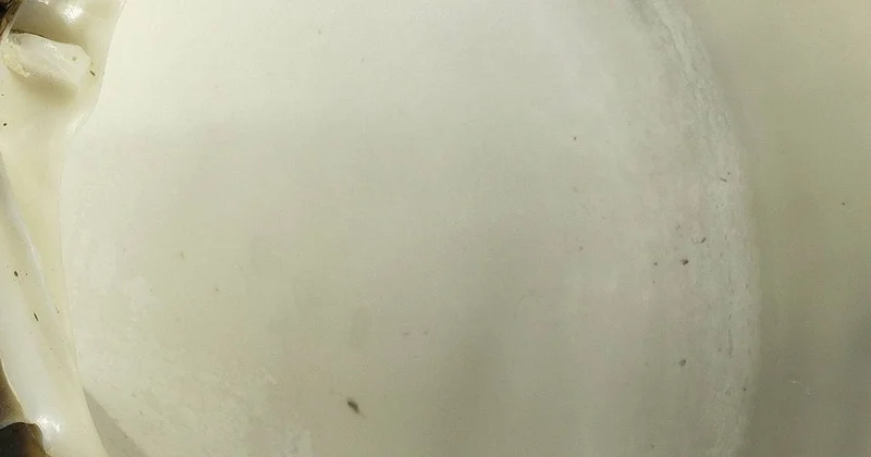 Dünyanın en yaşlı yaşayan canlısı: Tam 507 yaşında Sözcü Gazetesi