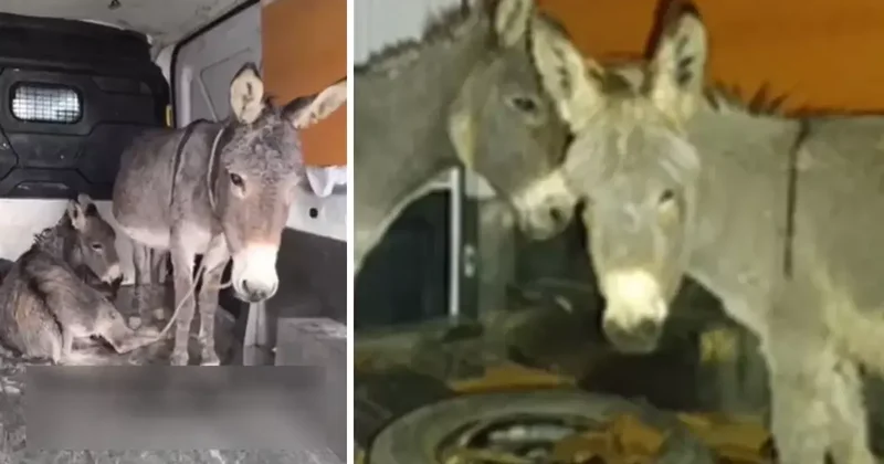 Tecavüze uğrayan eşek ve yavrusu koruma altına alındı