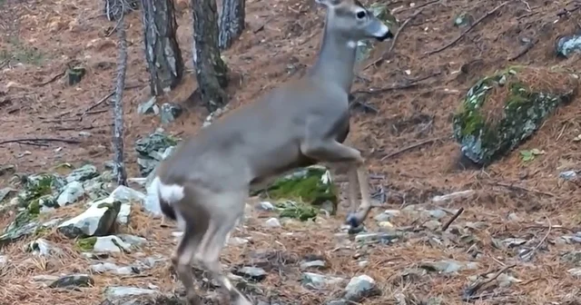 Uludağ da fotokapana yakalanan karacanın sevimli halleri Bursa Haberleri