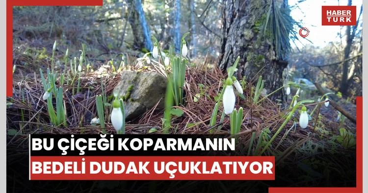 Bu çiçeği koparmanın bedeli dudak uçuklatıyor