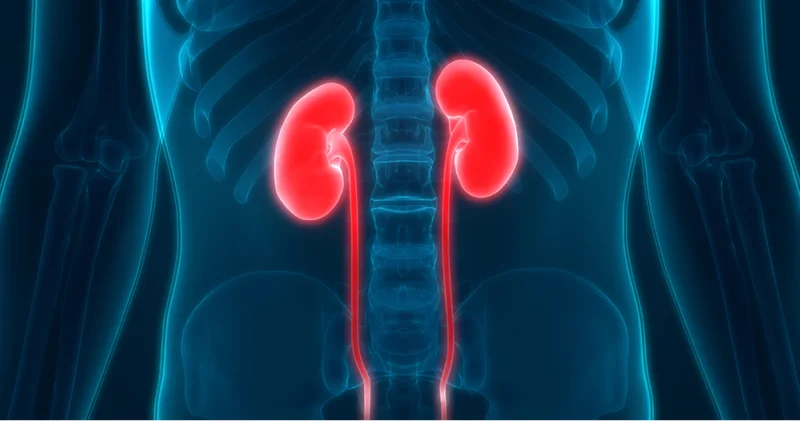 Her gün yaptığınız bu hata böbrekleri zorluyor olabilir! Böbrekleri ne temizler? İşte böbrek sağlığını koruyan öneriler!