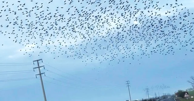 Sığırcıkların erken bahar provası Tekirdağ Haberleri