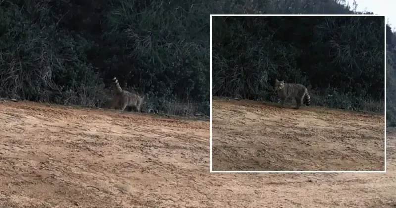 Gündüz vakti ortaya çıktı: Bir anda ortadan kayboldu Aktüel Haberleri