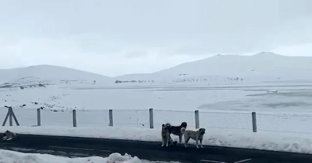 Ağrı da başıboş sokak köpekleri tehlike saçıyor Ağrı Haberleri