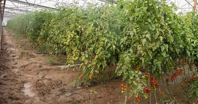 Aksu da sağanak, sel, hortum ve doludan 23 mahalle, 500 çiftçi zarar gördü Antalya Haberleri