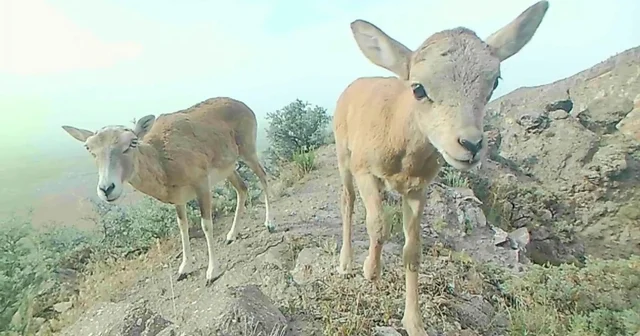 Anadolu yaban koyunu yavrularıyla görüntülendi Karaman Haberleri
