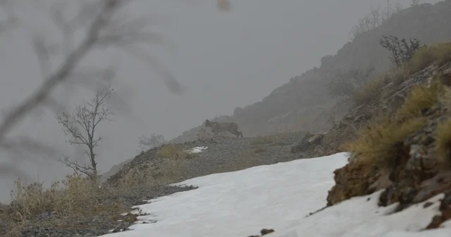 Kemaliye de vaşak ve kızıl akbaba doğal yaşam alanlarında görüntülendi Erzincan Haberleri