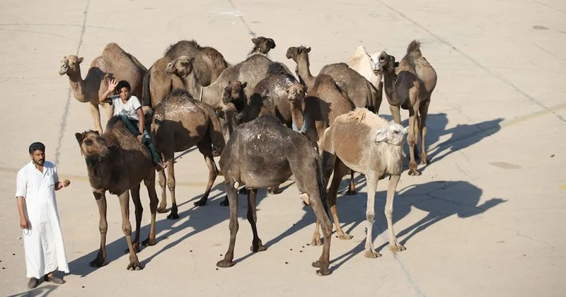 Milyonlarca deveye pasaport verilecek! Belgesiz gezemeyecekler Sözcü Gazetesi
