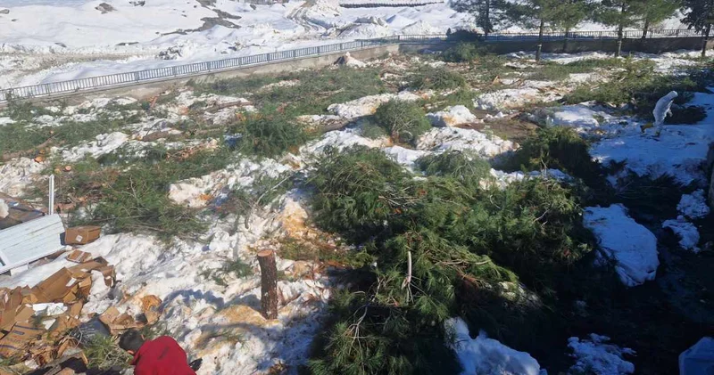 Çağlayancirit’te tek ağaçlık alan da kesildi: O proje tepkilere neden oldu!