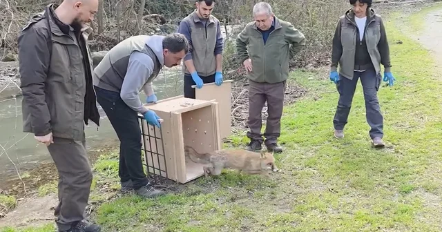10 yaban ördeği ve tilki, tedavileri sonrası doğaya bırakıldı Bursa Haberleri