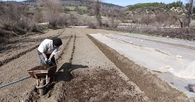 Selendi de tütün üreticisinin zorlu mesaisi başladı Manisa Haberleri