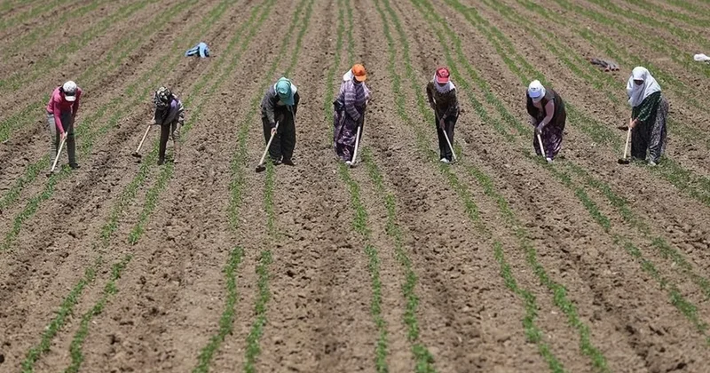 TÜİK açıkladı: Mevsimlik tarım işçilerinin günlük ücretleri arttı