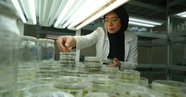 Kuraklığa dayanıklı domatesler geliştiriliyor Araştırmayı Pakistanlı doktora öğrencisi yürütüyor Samsun Haberleri