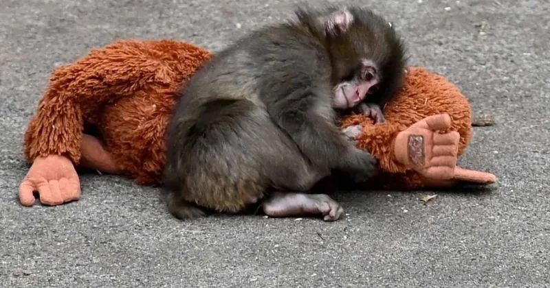 Siz zengin olacağım diye beklerken, onlar maymun Punch üzerinden 3 milyonu böyle götürdü Sözcü Gazetesi