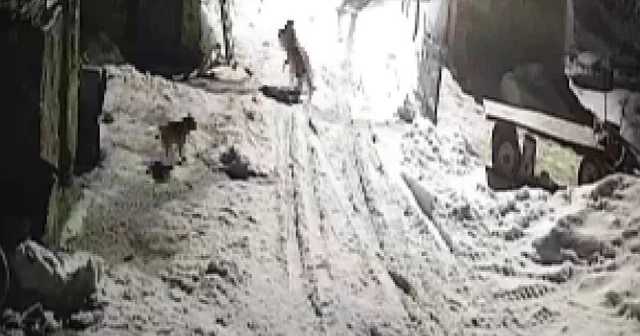 Köye inen kurtlar köpeği alıp götürdü Kars Haberleri