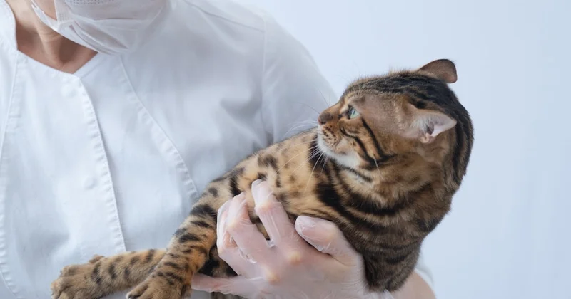 Kedilere sakın bunu demeyin! Gerçek doğaları sonunda ortaya çıktı Sözcü Gazetesi