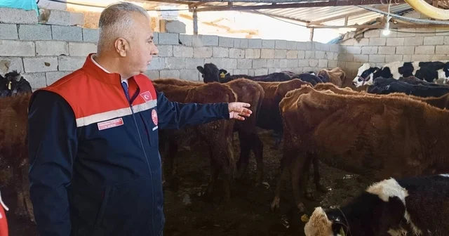 Kumlu da yerli ırk hayvanlarla büyükbaş yetiştiriciliği yapan işletme incelendi Hatay Haberleri