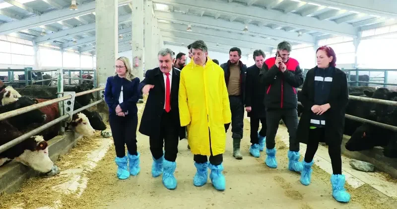 İki bin 200 büyükbaş besicilere dağıtılacak Ekonomi Haberleri