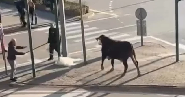Bursa da çiftlikten kaçan boğa sürücülere zor anlar yaşattı Bursa Haberleri