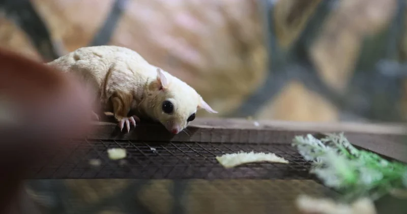 El konulan 33 şeker planörüne doğal yaşam parkında bakılıyor