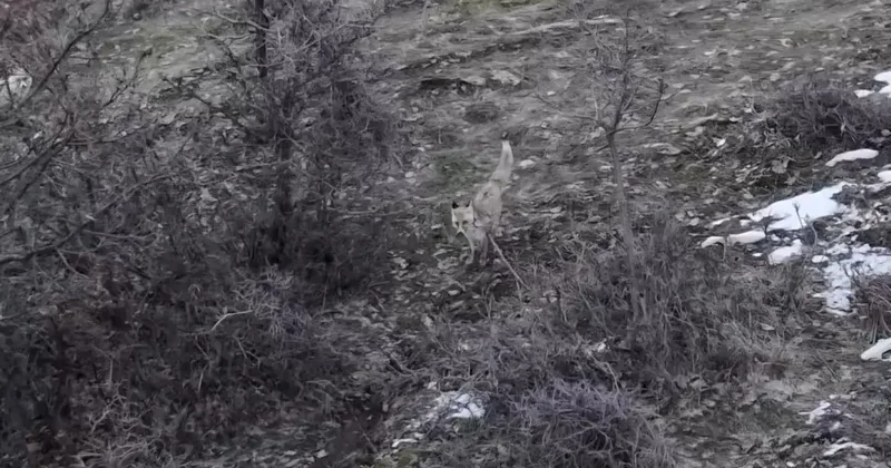 Hasköy’de tilkilerin dron ile imtihanı