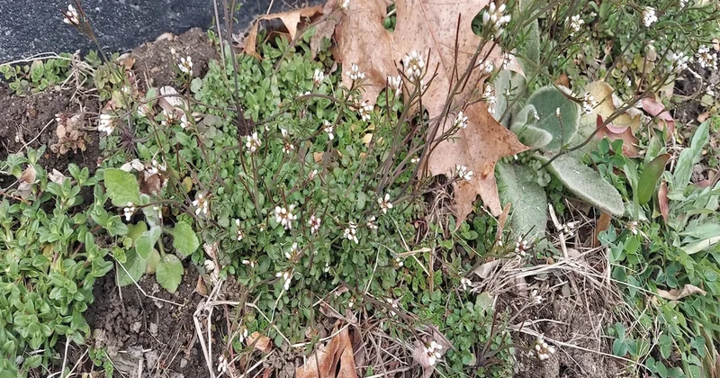 6 haftada yetişiyor, Avrupa çok araştırıyor: Fiyatı 4 bin lira Sözcü Gazetesi