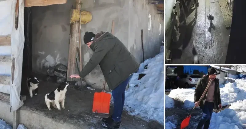 Köpeklerine saldıran kurtları kürekle kovaladı Kars Haberleri