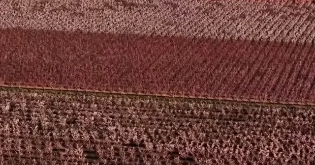 Hatay’da meyve ağaçları çiçek açtı VİDEO İZLE