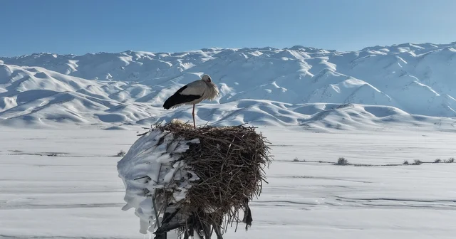 Karla kaplı ovada yuvasındaki leylek görüntülendi Hakkari Haberleri