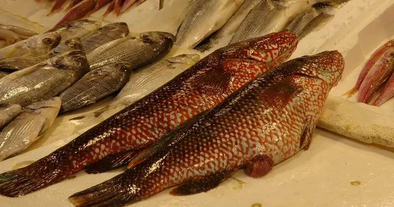 Hint Okyanusu na özgü ‘portakal benekli lagos Mersin de tezgaha çıktı