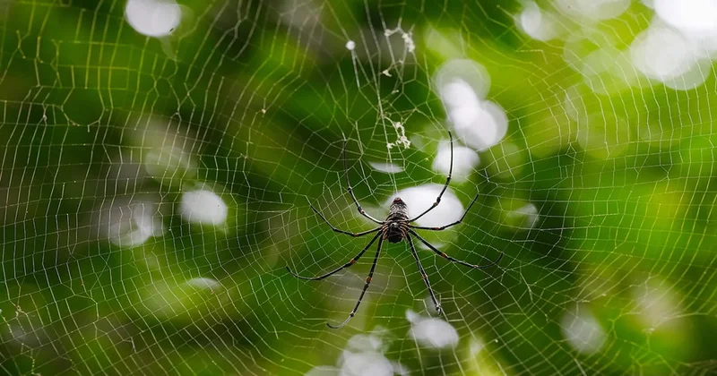 Örümcek gördüğünüzde dokunmayın, ona teşekkür edin Sözcü Gazetesi