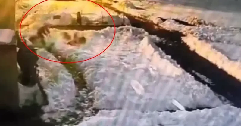 Hiç düşünmeden kurt sürüsünün içine daldı