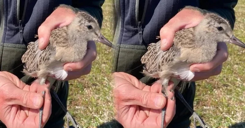 13 bin kilometreyi hiç mola vermeden uçtu Sözcü Gazetesi