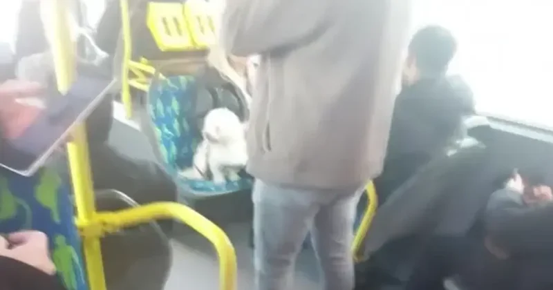Metrobüste köpek koltukta oturdu, sosyal medyada tartışma başladı
