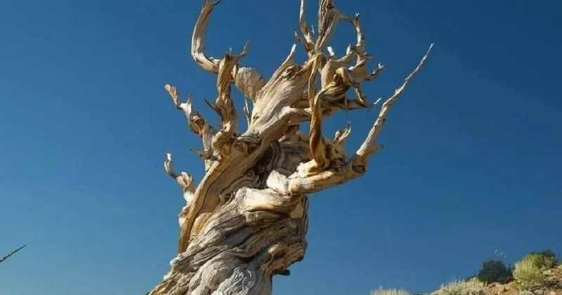 Dünyanın en yaşlı ağacı bilime kurban gitti: Tam 5 bin yıl yaşındaydı Sözcü Gazetesi