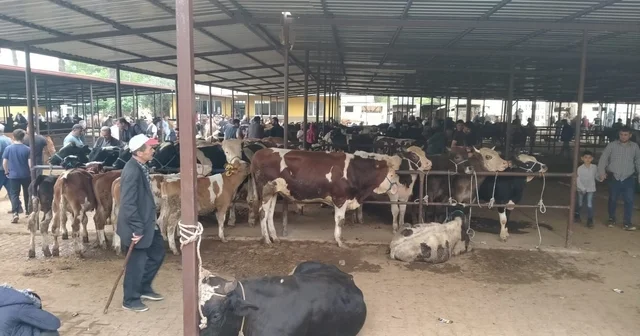 Aydın da hayvan pazarlarında yeni dönem: Kurallar ve saatler belirlendi Aydın Haberleri