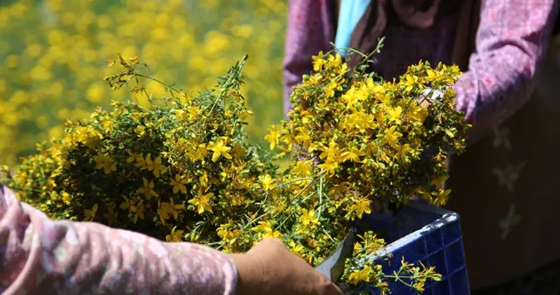 Yol kenarında kendiliğinden yetişiyor: Toplayan için altın değerinde