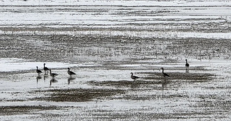 Hafik Gölü kenarında turna ve yaban kazlarının karda yiyecek arayışı görüntülendi