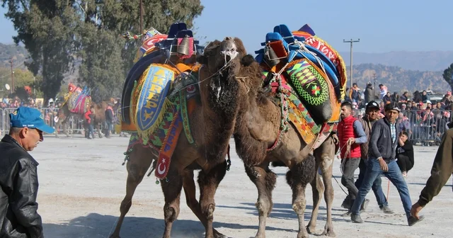 Deve güreşlerinde, Bu sene mangal yakılmayacak, basın mensupları dışarıya çıkarılacak Aydın Haberleri
