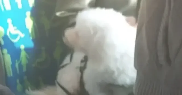 Yolcu dolu metrobüsteki boş koltuğa köpeğini oturtan kadın sosyal medyayı ikiye böldü VİDEO İZLE