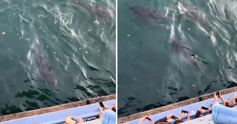 İstanbul Boğazı’na dev balık sürüsü akın etti! Kilosu piyasada 800 TL Sözcü Gazetesi