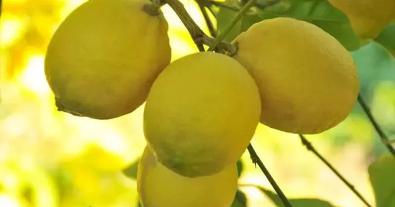 Bir dilim limon 25 lira! İşin suyunu çıkardılar